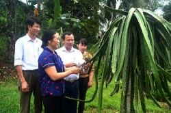 Hội Nông dân Nghệ An góp sức thay đổi diện mạo nông thôn