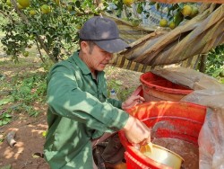 Nghệ An: Cho cam "ăn" cá, 10 cây trĩu quả cả 10, đã thế ăn lại ngọt