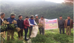 Hiệu quả mô hình trồng lạc phủ ni lông ở bản Piêng Ồ, xã Xiêng My, huyện Tương Dương