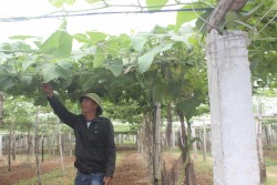 Nông dân Hoàng Mai: Chuẩn bị các nguồn thực phẩm phục vụ tết Nguyên đán canh Tý