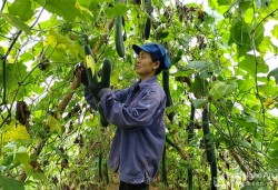 Nghệ An: Bí vào mùa thu hoạch, thương lái đến tận ruộng đặt mua