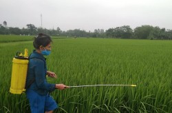 Nông dân Nam Đàn: Nhiều biện pháp phòng trừ sâu bệnh trên lúa Xuân