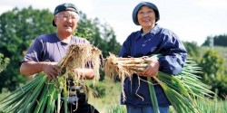 Sức hấp dẫn của nông nghiệp quy mô nhỏ tại Nhật Bản có thể áp dụng tại một số vùng miền Việt Nam