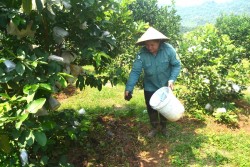 Nghệ An: Chống hạn không cần nước