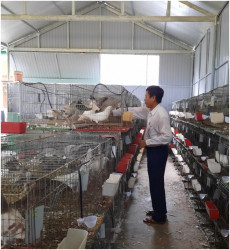 Tổ hội nghề nghiệp“Chăn nuôi chim bồ câu Pháp” phát huy hiệu quả