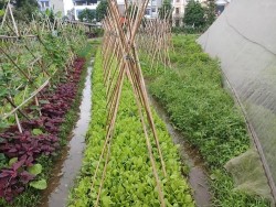 Kỹ thuật trồng rau xen canh theo tiêu chuẩn hữu cơ