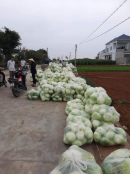 Hội Nông dân Diễn Châu giải cứu hơn 45 tấn bắp cải