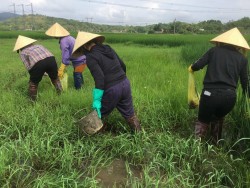 Thái Hòa: Hội viên nông dân xã Nghĩa Mỹ ra quân bắt ốc bươu vàng hại lúa