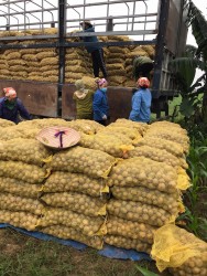 Liên kết trồng cây khoai tây - cơ hội lớn cho nông dân Hưng Nguyên