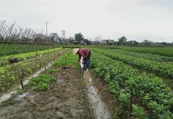Nông dân Nam Đàn nỗ lực khôi phục sản xuất rau hàng hóa sau mưa lũ