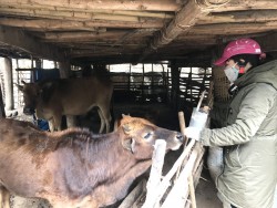 Hội ND Kỳ Sơn hỗ trợ hội viên, nông dân phòng chống rét cho gia súc