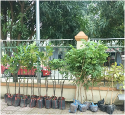 Hội ND phường Hưng Dũng (TP Vinh): Phát động hội viên trồng cây ăn quả tại nhà