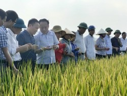 Tuyên truyền, vận động nông dân áp dụng canh tác lúa thân thiện với môi trường