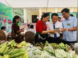 Nông dân huyện Tương Dương đẩy mạnh phát triển Nông nghiệp,  xây dựng Nông thôn mới