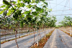 Chính phủ Phê duyệt Đề án “Hội Nông dân Việt Nam tham gia phát triển kinh tế tập thể trong nông nghiệp đến năm 2030”
