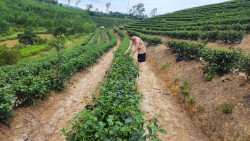 Nguồn vốn vay ưu đãi giúp nông dân xã Thanh Thuỷ xóa đói, giảm nghèo