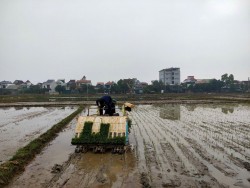 Nông dân Nam Đàn ứng dụng máy cấy vào sản xuất vụ Xuân