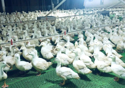 Bắt con vật cả ngày bơi lội sống không chạm nước, anh Phú Quý ở Nghệ An khiến dân trong vùng phục lăn