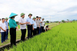 KIẾN GIẢI NGHỆ AN