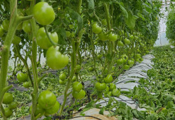 Hội viên, nông dân Nghệ An hào hứng với cuộc thi Nhà nông khởi nghiệp sáng tạo 2026