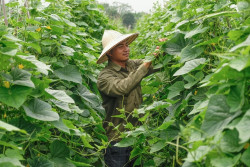 Nếu vẫn xem nông nghiệp chỉ là ngành sản xuất lương thực, chúng ta sẽ chỉ nghĩ đến sản lượng, khi cách nhìn thay đổi, những câu hỏi cũng sẽ thay đổi.