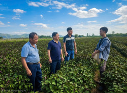 Chủ tịch Hội Nông dân tỉnh khảo sát mô hình phát triển vùng nguyên liệu dược liệu tại Châu Khê và Nghĩa Đồng
