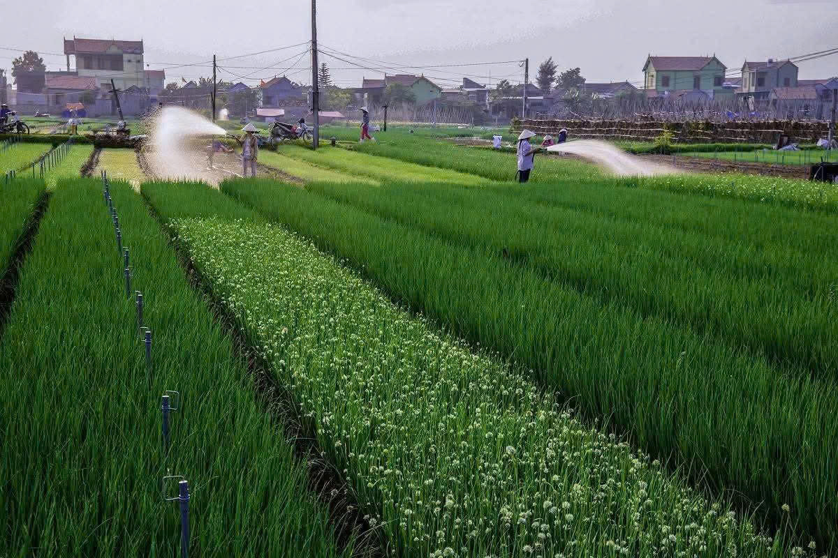 gen n mo hinh trong rau sach theo tieu chuan vietgap cua nong dan xa quynh anh