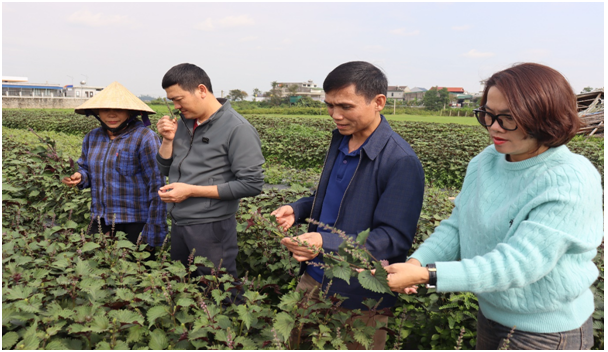 phat trien cay duoc lieu