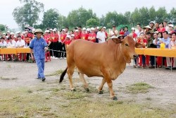 Hội thi "Hoa hậu bò" tại xã Hạnh Lâm (Thanh Chương)