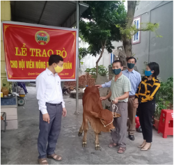 Hội ND xã Quỳnh Giang (Quỳnh Lưu): Trao bò cho hội viên nông dân có hoàn cảnh khó khăn