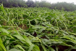 Hơn 50 ha ngô ở Thuận Sơn, Đô Lương bị gãy đổ do gió lớn
