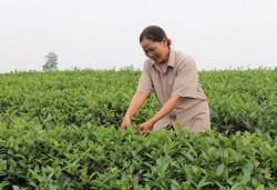Đậm đà hương vị trà xanh ở Anh Sơn
