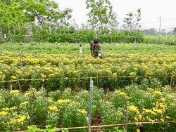 Hội ND huyện Quỳnh Lưu: Với công tác đào tạo nghề, giải quyết  việc làm cho lao động nông thôn