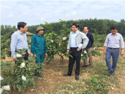 Quỹ Hỗ trợ nông dân Nghệ An- Kênh hỗ trợ vốn hiệu quả cho nông dân