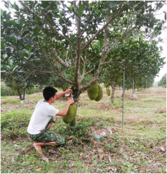 Nông dân Nam Anh (Nam Đàn): Làm giàu từ trồng cây mít Thái