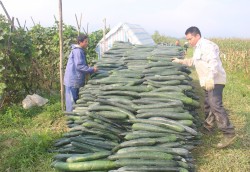 Nông dân Anh Sơn trồng bí xanh trái vụ trên đất ruộng được giá cao kỷ lục