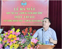Hợp tác xã Cam Bù Sen Anh Sơn – chìa khoá giúp nông dân nâng cao giá trị kinh tế