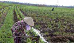 Lưu Sơn sản xuất cây trồng vụ đông nâng cao hiệu quả kinh tế