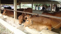 Hướng dẫn chăm sóc trâu, bò trong mùa mưa lụt
