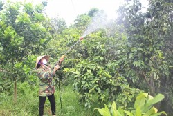 Nông dân Anh Sơn tự chế thuốc trừ sâu bằng thảo dược cho các loại cây ăn quả