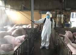 Phòng bệnh tốt sẽ ngăn ngừa được bệnh dịch tả lợn châu phi
