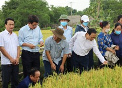 Hội nghị đầu bờ mô hình trình diễn canh tác lúa thân thiện với môi trường