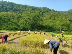 Gặt lúa giúp dân ngày nắng