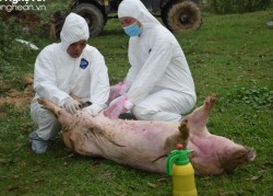 Ủy ban nhân dân tỉnh ban hành chỉ thị tăng cường phòng, chống dịch tả lợn Châu phi