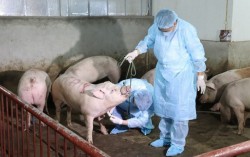 Chủ động phòng bệnh dịch tả lợn Châu Phi