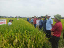 Làm gì để nâng cao hiệu quả sản xuất lúa hiện nay ở Nghệ An