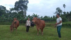 Hội Nông dân xã Thanh Tùng (Thanh Chương) phát huy hiệu quả từ nguồn vốn vay Ngân hàng Chính sách xã hội