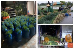 Nghệ An: Kết nối đầu ra, giúp người dân cứu nông sản ngập úng