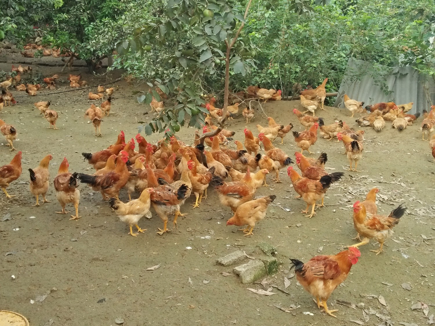 Mô hình chăn nuôi gà JDabaco tại Hải Dương đạt hiệu quả cao  Tạp chí Tài  chính