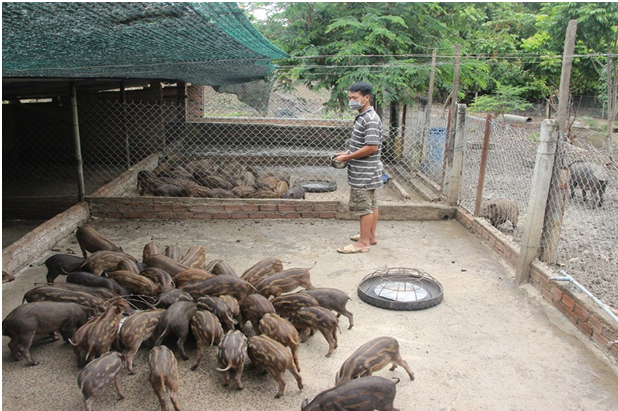 Anh Đinh Văn Ó Quảng Ngãi Thoát nghèo nhờ nuôi heo rừng  Tạp chí Chăn  nuôi Việt Nam